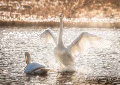 Swans swimming in lake flapping wings