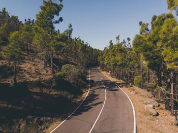 Empty road along trees and plants