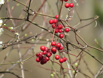 Red berries growing on tree