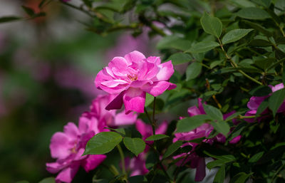 Close-up of pink flowering plant