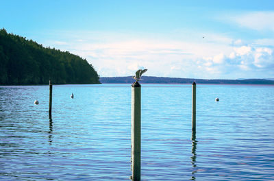 Seagull perching on wooden post