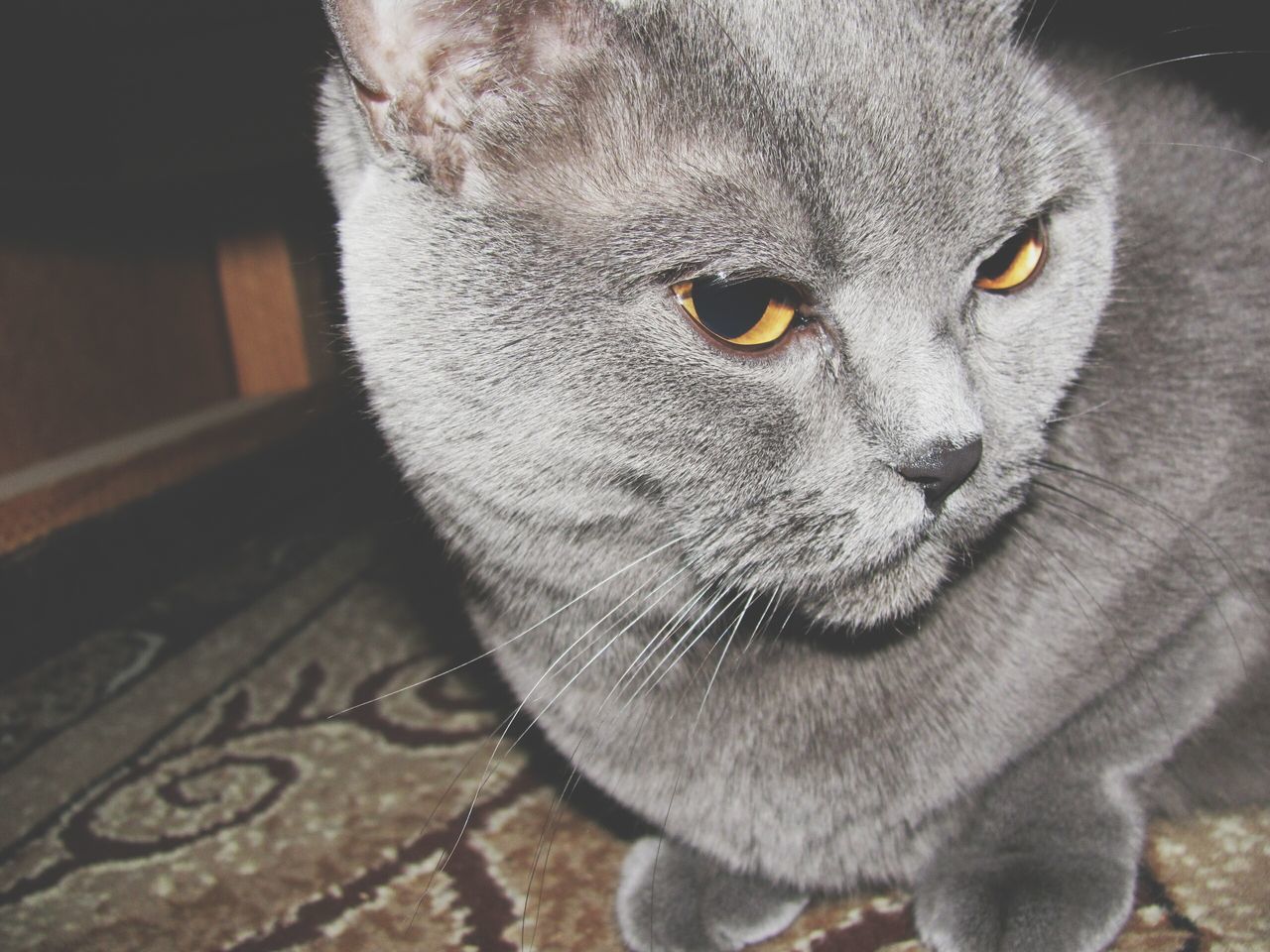 animal themes, one animal, pets, domestic animals, mammal, domestic cat, indoors, cat, feline, whisker, close-up, animal head, portrait, looking at camera, relaxation, alertness, animal eye, focus on foreground, no people