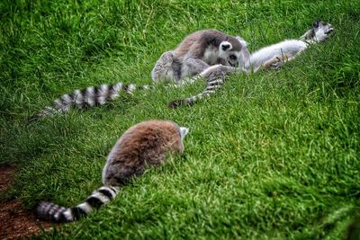 Close-up of monkey on grass