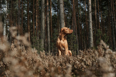 Low angle view of dog sitting on plants in forest