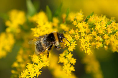 High angle view of insect pollinating on yellow flowers