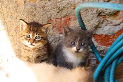 Close-up portrait of cat