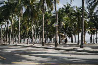 View of trees in park