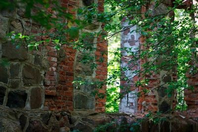 Ivy growing on tree in forest