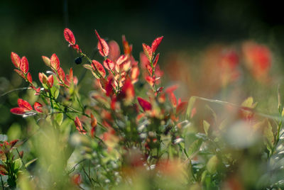 Close-up of red flowering plants on field