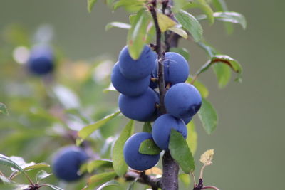 Close-up of berries growing on plant