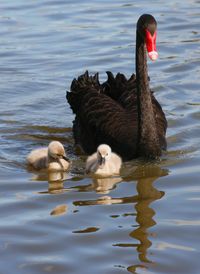 Swan swimming on lake