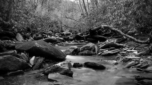 Rocks in river amidst trees in forest