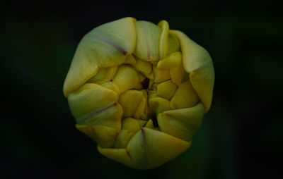 Close-up of flower over black background