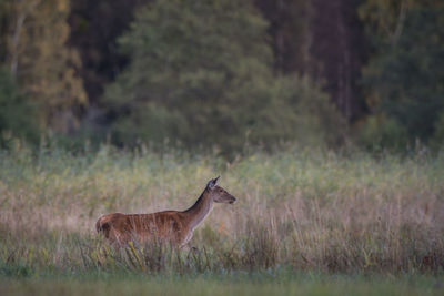 Side view of deer standing on field