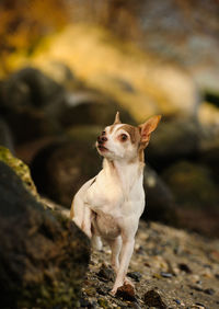 Dog looking away while standing on field