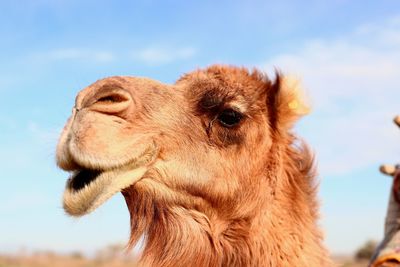 Dromedary in the desert, near kashan