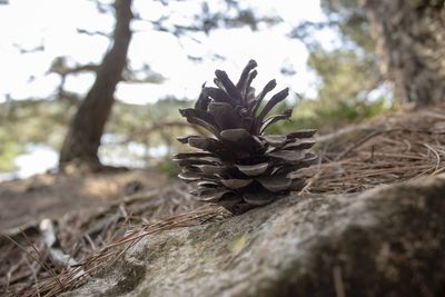 Close-up of pine cones on tree