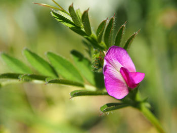 Close-up of pink flowering plant