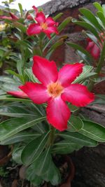 Close-up of pink flower