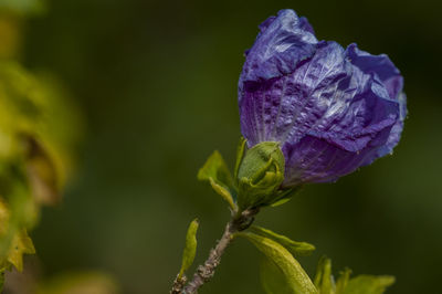 Close-up of purple flowering plant