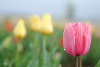 Close-up of yellow tulip