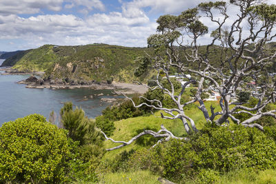 Scenic view of trees and plants against sky