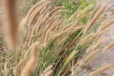 Close-up of crops growing on field