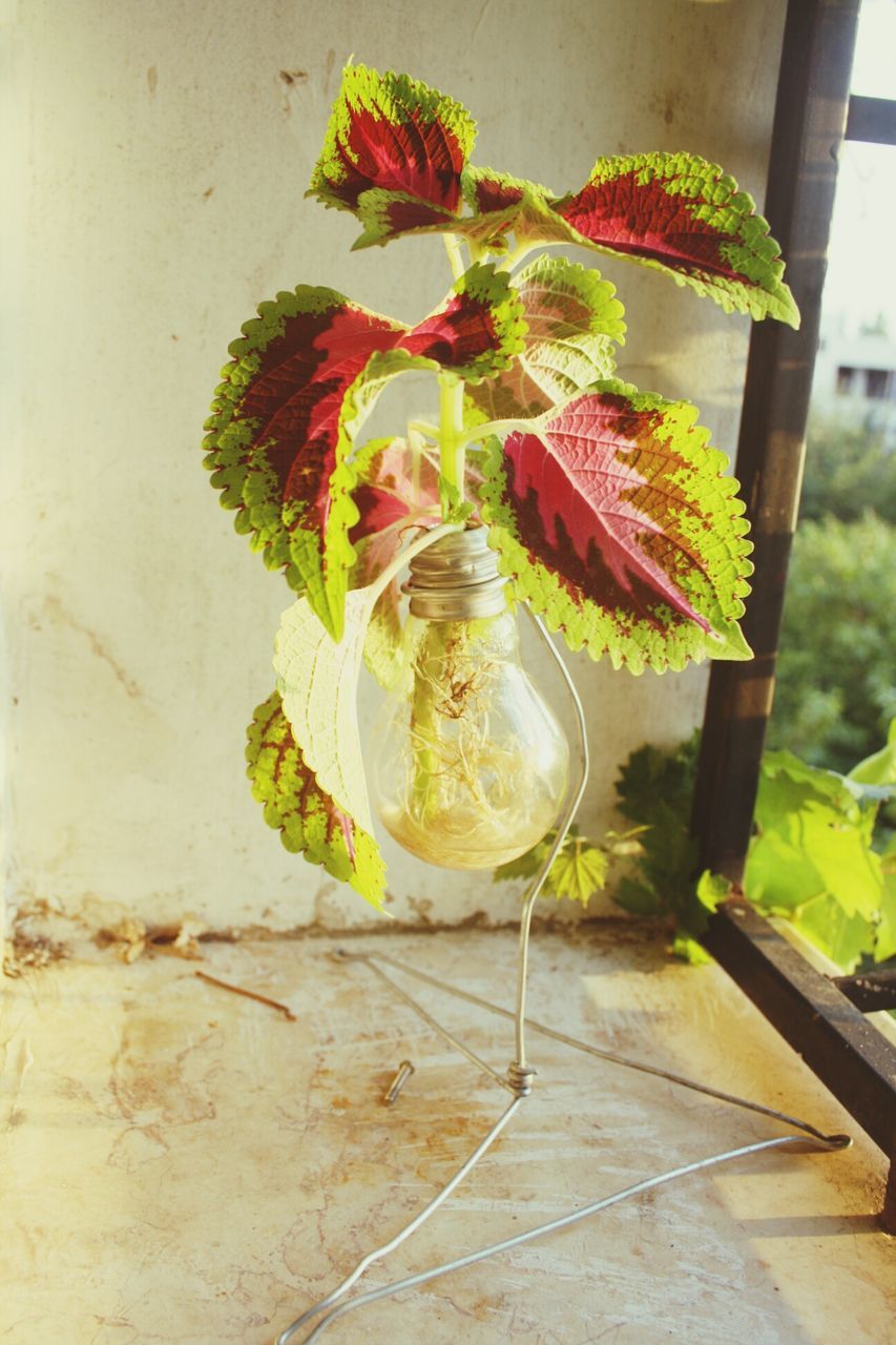 flower, potted plant, indoors, plant, close-up, freshness, table, leaf, growth, green color, vase, decoration, glass - material, flower pot, wall - building feature, fragility, day, no people, yellow, focus on foreground