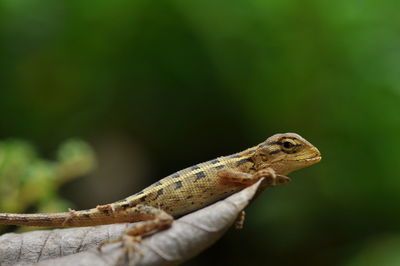 Close-up of lizard on leaf