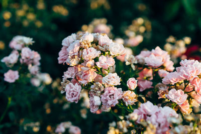 Close-up of pink cherry blossoms