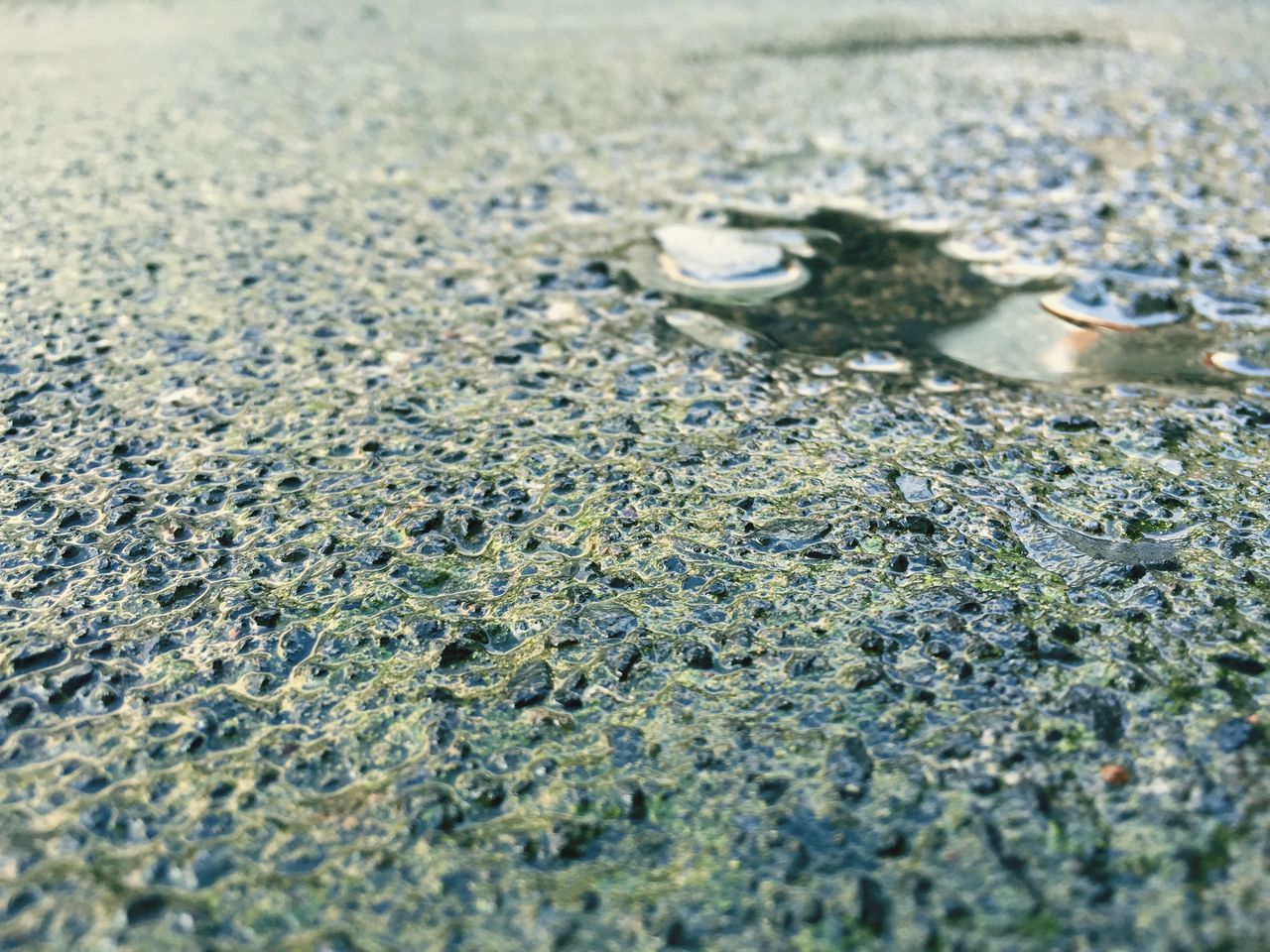 selective focus, close-up, beach, water, pebble, surface level, nature, sand, high angle view, stone - object, textured, wet, day, no people, outdoors, sea, rock - object, shore, seashell, shell