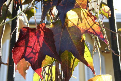 Close-up of leaves