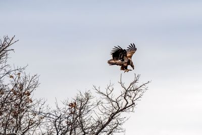 Bald eagle landing in tree