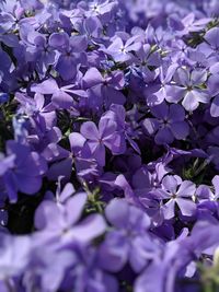 Close-up of purple flowering plant