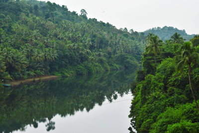 Scenic view of forest against sky