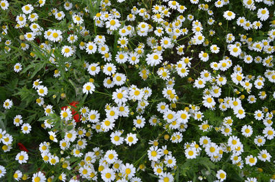 Full frame shot of white daisy flowers