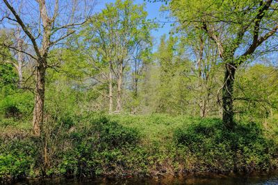 Trees growing in forest