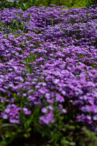 Close-up of purple flowering plants on field