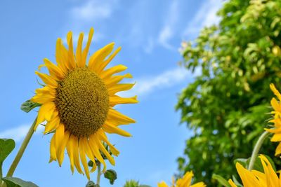 Close-up of sunflower against sky