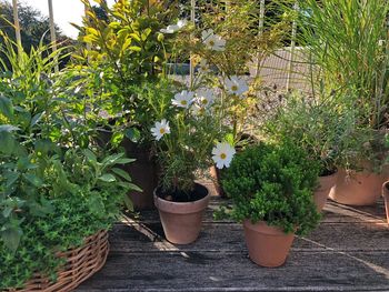 Potted plants in basket