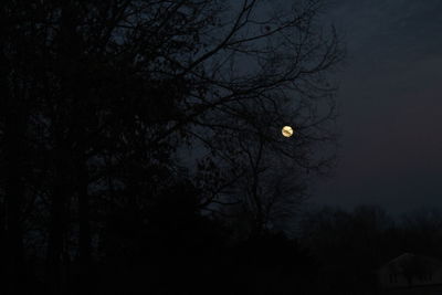 Low angle view of trees against sky at night