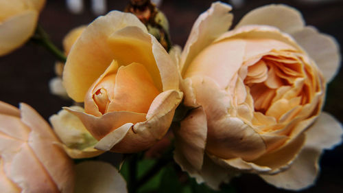 Close-up of rose bouquet