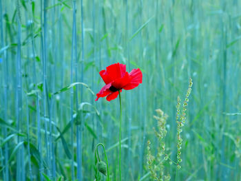 Close-up of red poppy flower on field