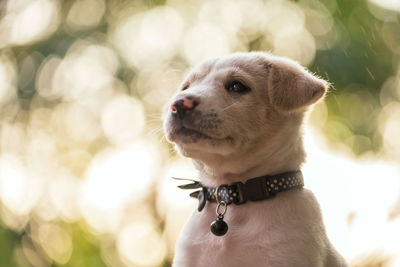 Close-up of a dog looking away