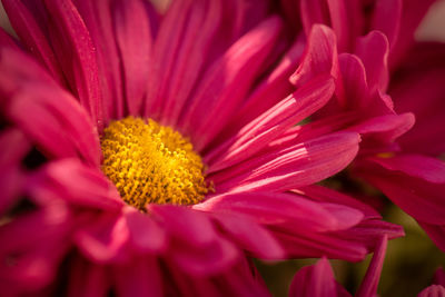 Close-up of pink flower