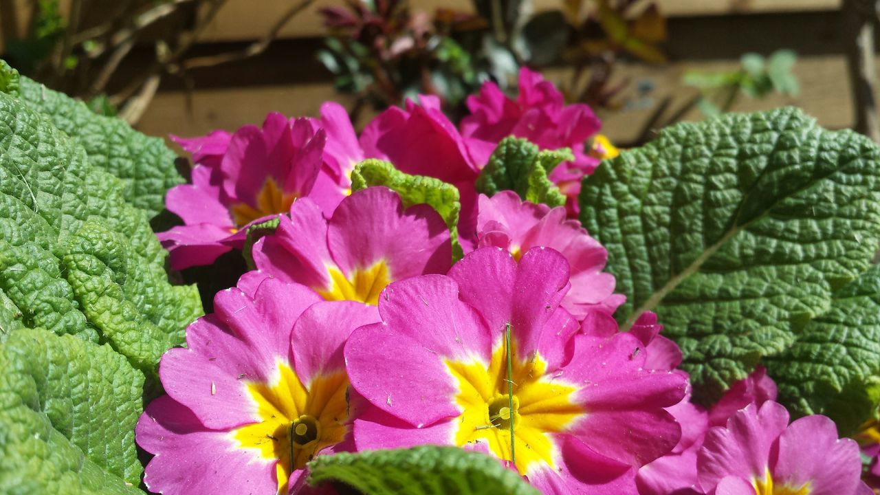 flower, freshness, pink color, petal, fragility, flower head, beauty in nature, close-up, growth, focus on foreground, nature, purple, plant, blooming, leaf, pink, day, in bloom, no people, high angle view