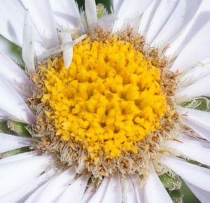 Close-up of daisy flowers