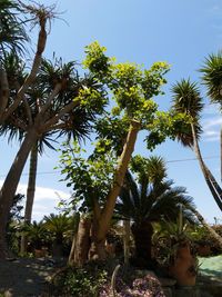 Low angle view of palm trees against clear sky