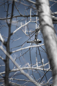 Low angle view of bare tree against sky