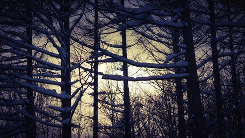 Bare trees in forest during winter